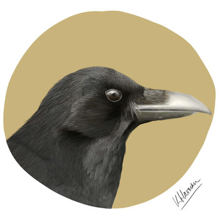 realistic crow study created on stream